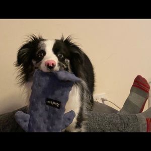 Meet your Posher, George